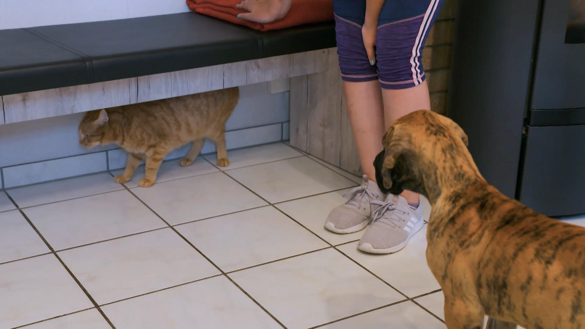 Wie reagiert Lord auf den Familienkater?