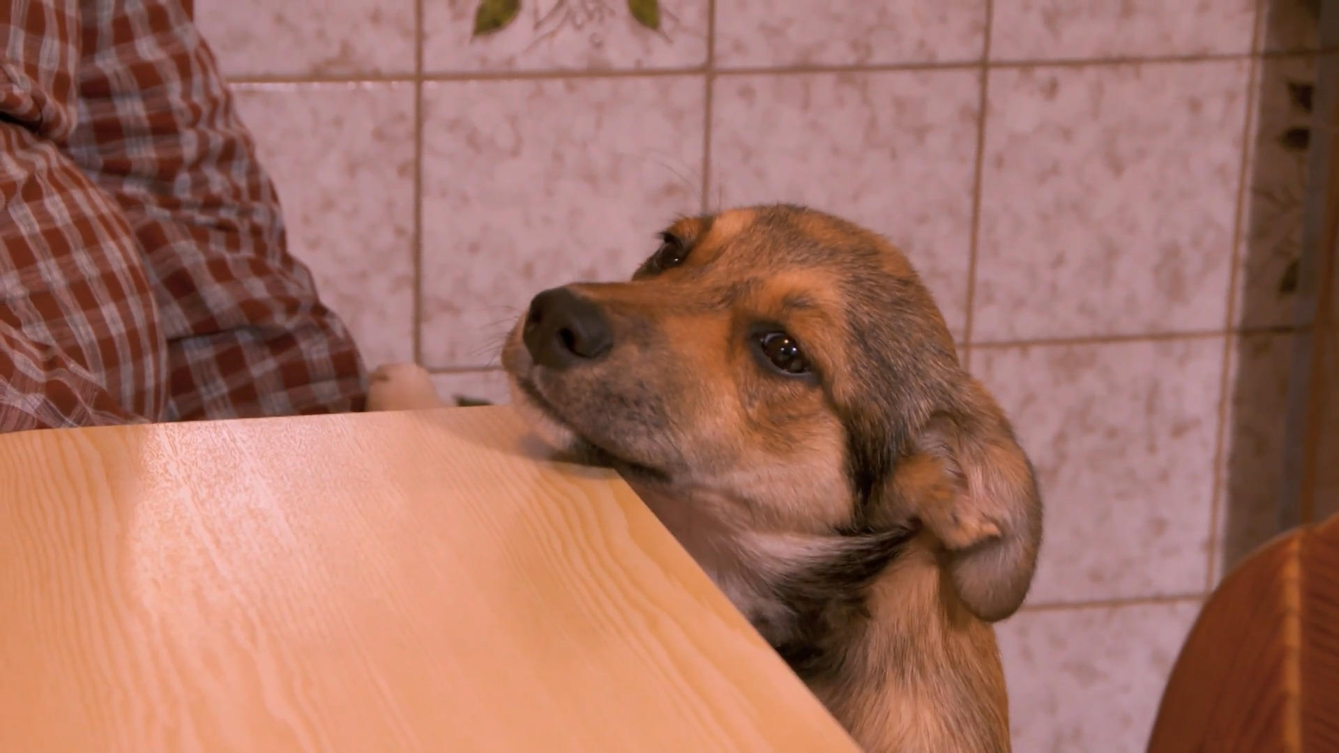 Pflege von Hund und kranker Mutter ist viel Stress