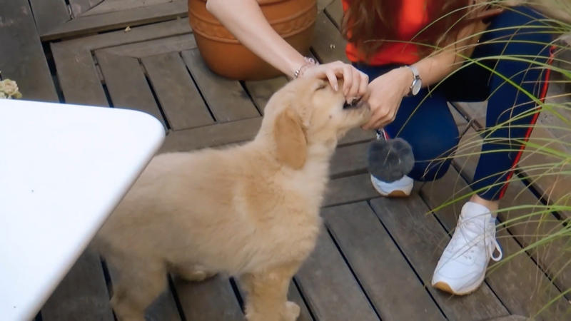 Vor Sams Schnauze ist nichts sicher