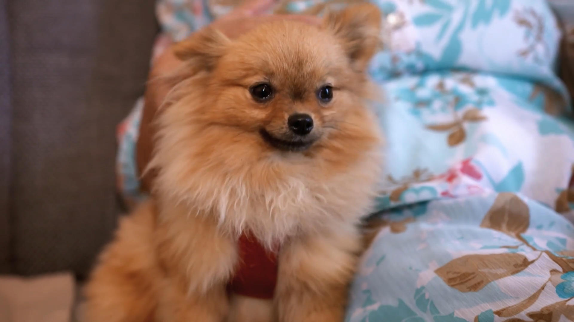 Bei Tula war es Liebe auf den ersten Blick