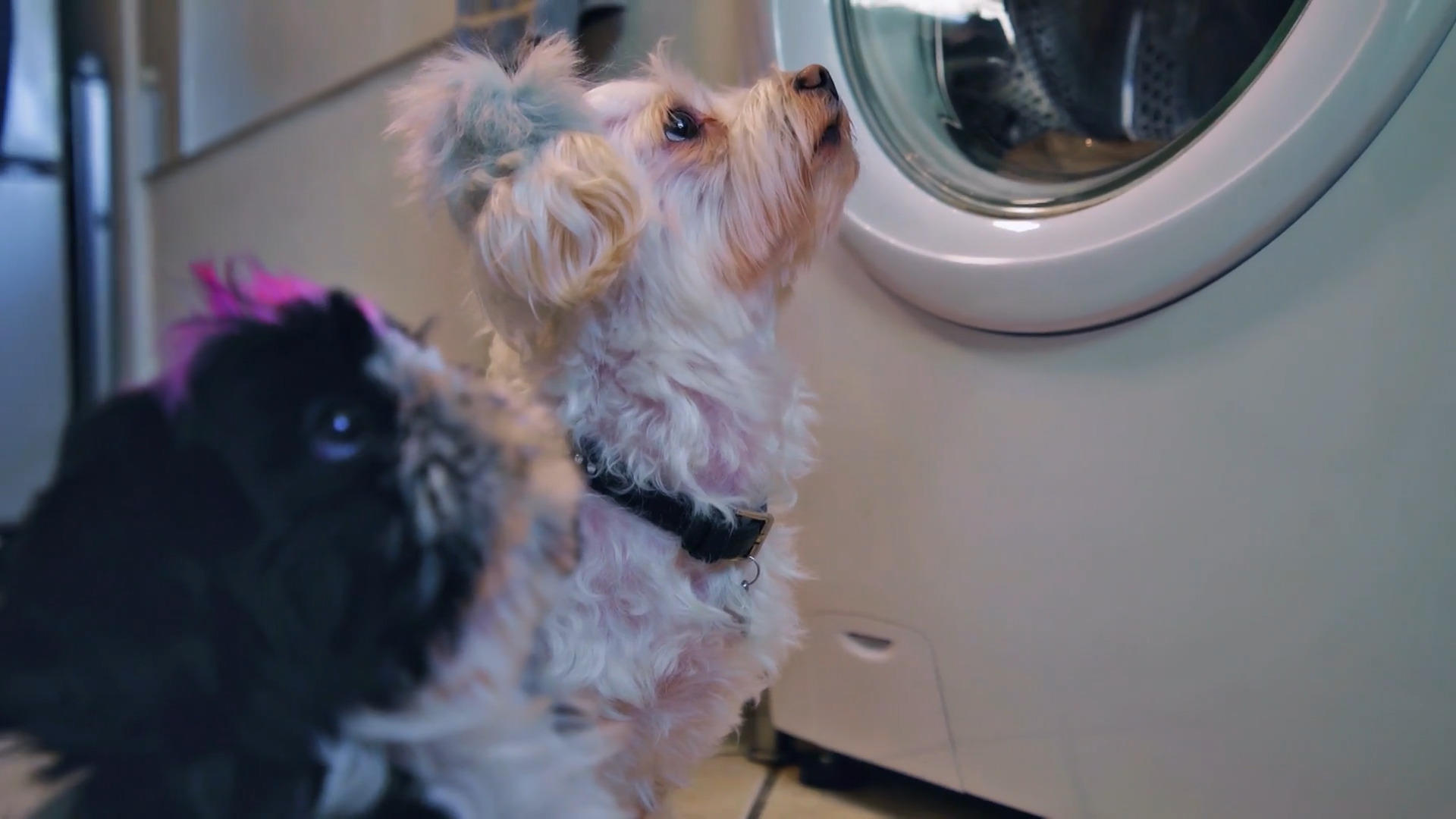 Aslan und Lillifee werden regelmäßig bekocht