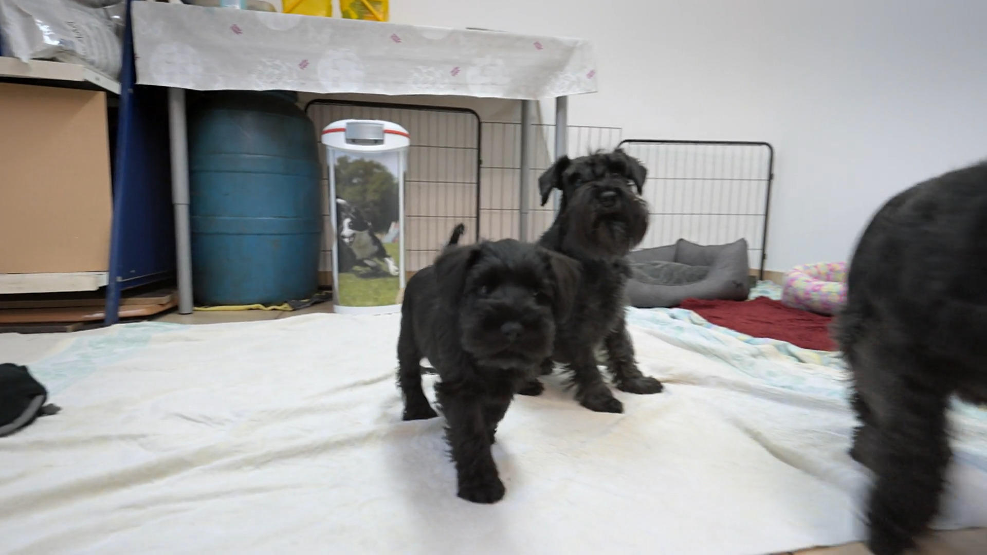 Hundedame Isa wartet schon freudig