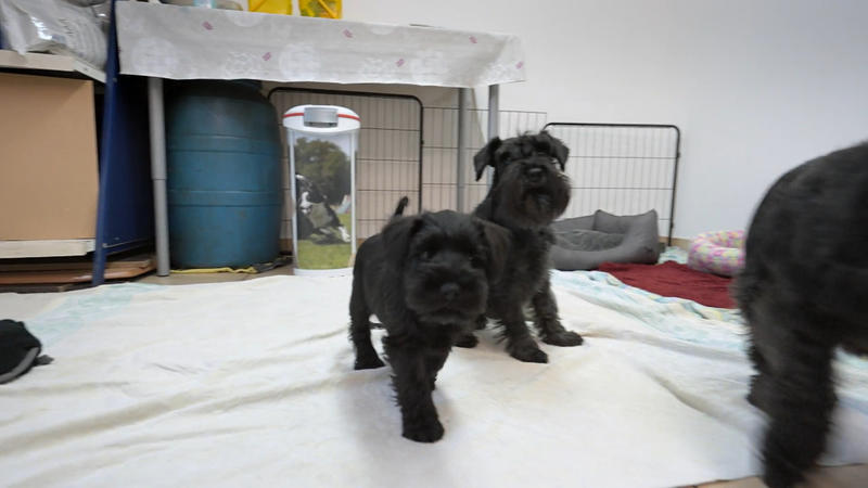 Hundedame Isa wartet schon freudig