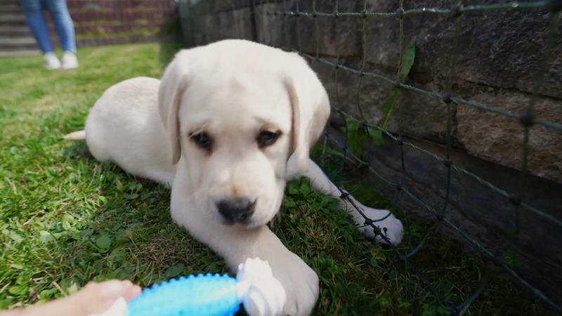 Loki ist der erste Welpe der Familie