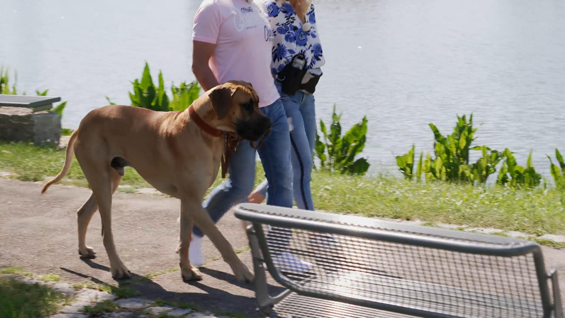 Graf kann kleine Hunde nicht leiden