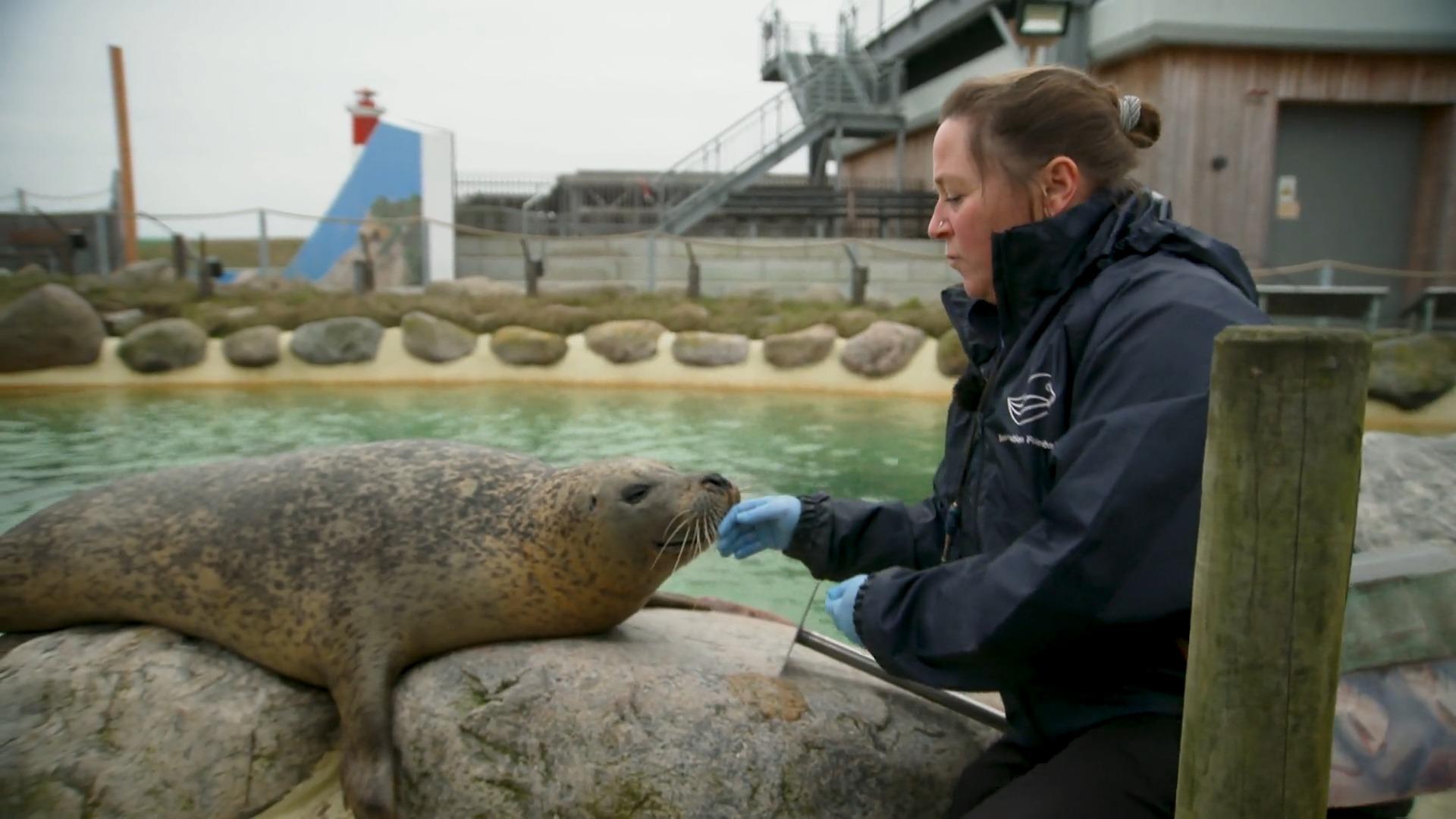 Heuler-Aufzucht an der Nordseeküste