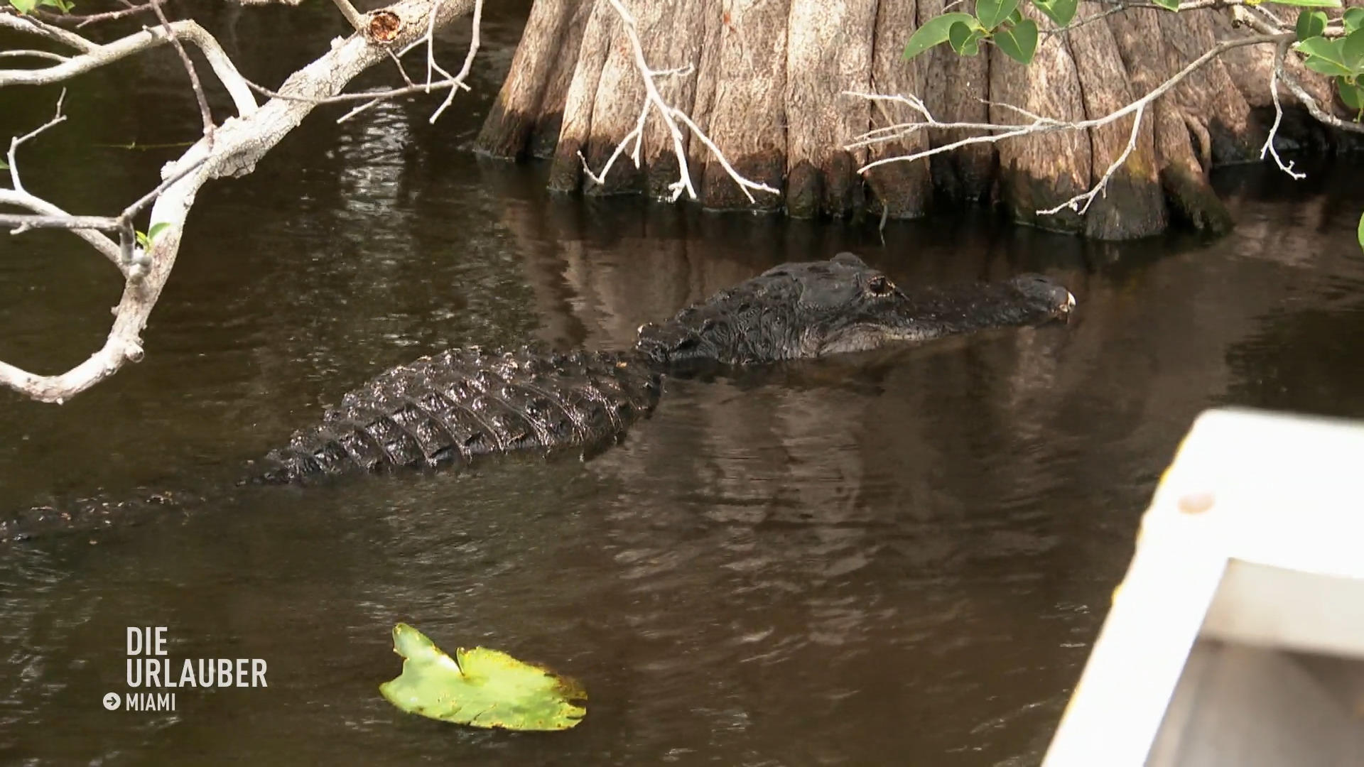 Bootstour durchs Habitat der Alligatoren