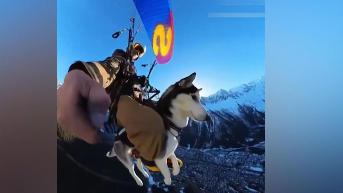 Hund Sancho liebt es mit Herrchen Gleitschirm zu fliegen
