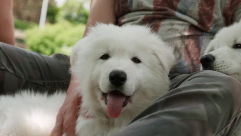 Welpe Falko: Österreichs neuer Knuddel-Star!