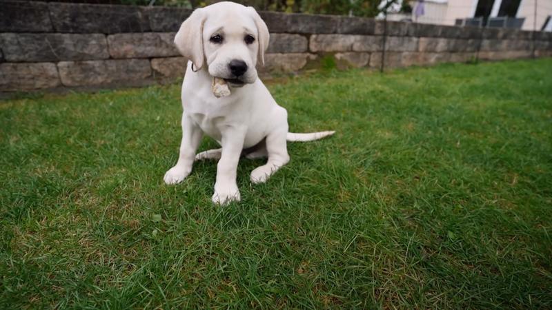Labrador-Welpe Loki als Homeoffice-Kollege