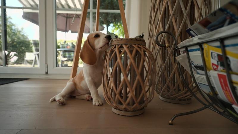 Beagle-Welpin Summer ist neugierig und mutig