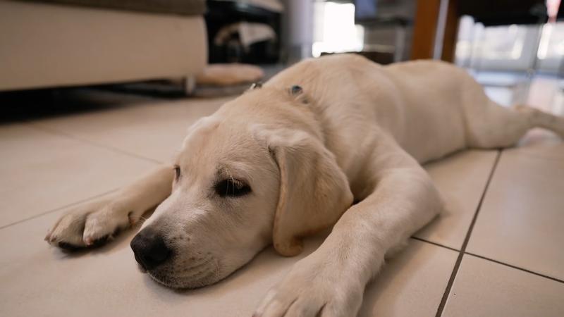 Loki hat sich in den letzten zwei Monaten verdreifacht!