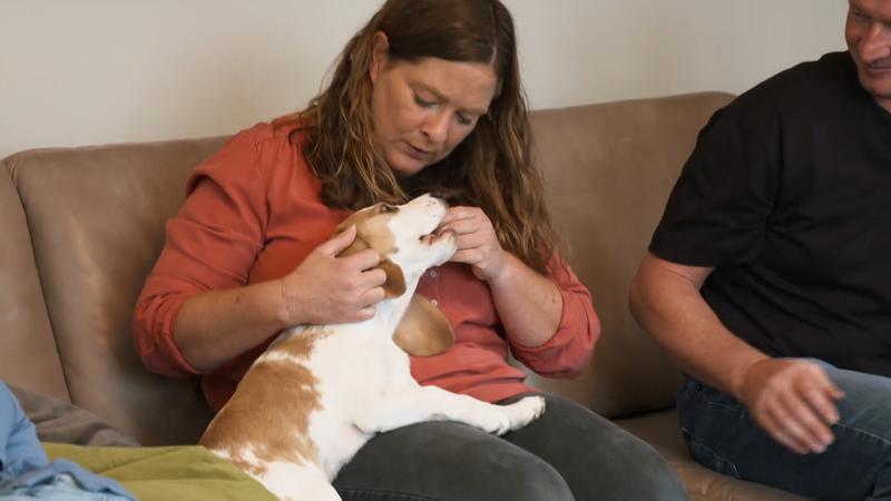 Beagle-Welpin Summer beißt!