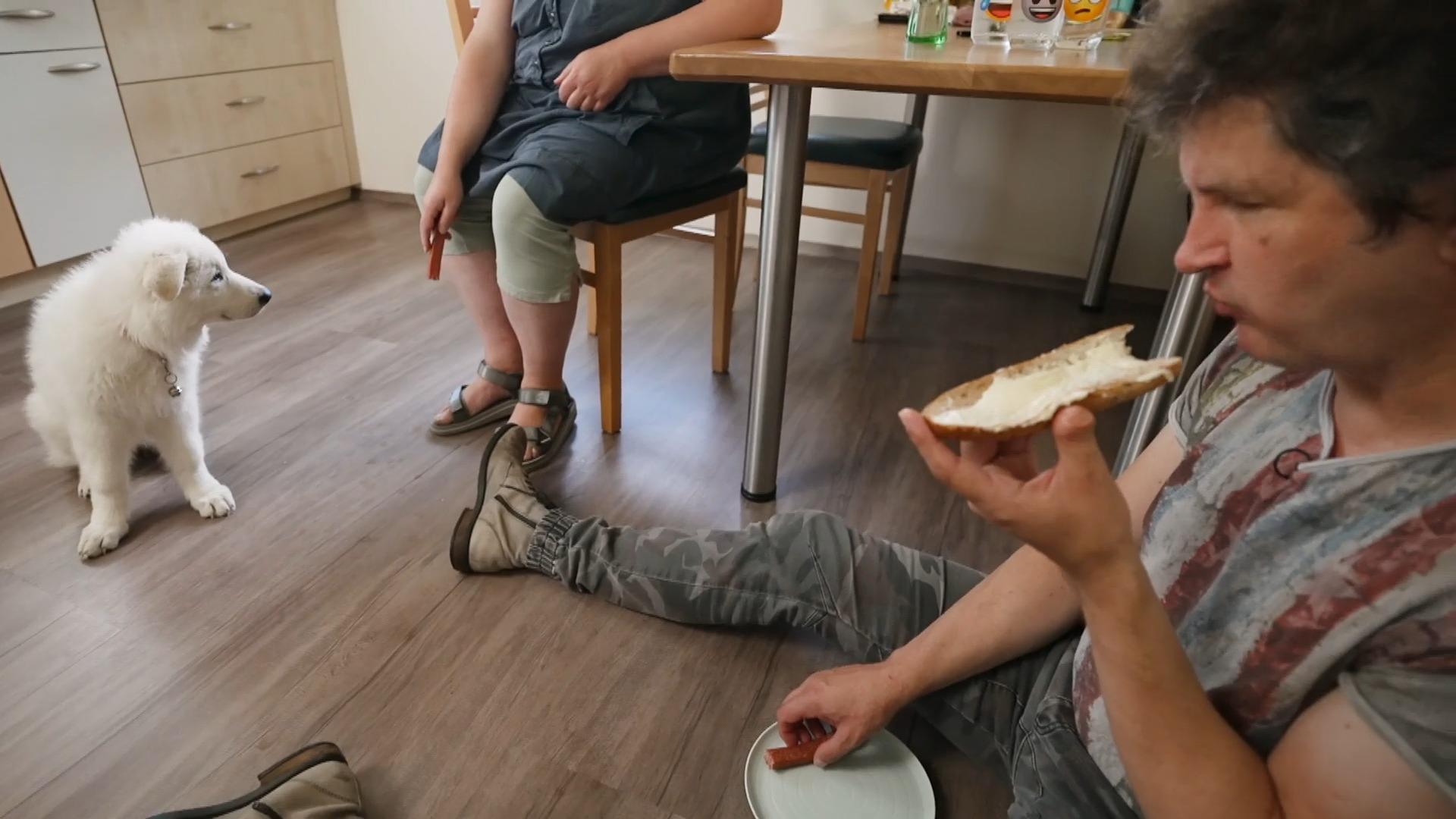 Frustrationstoleranz: Elf Wochen alter Schäferhund Falko