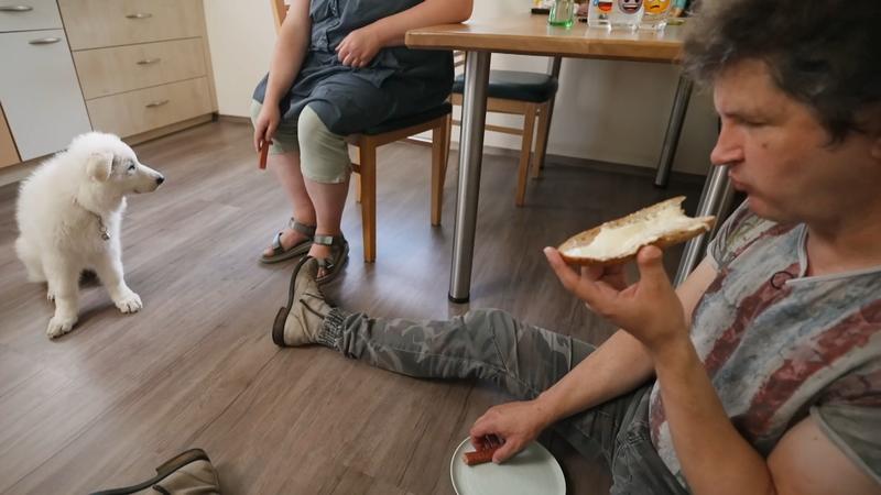 Frustrationstoleranz: Elf Wochen alter Schäferhund Falko