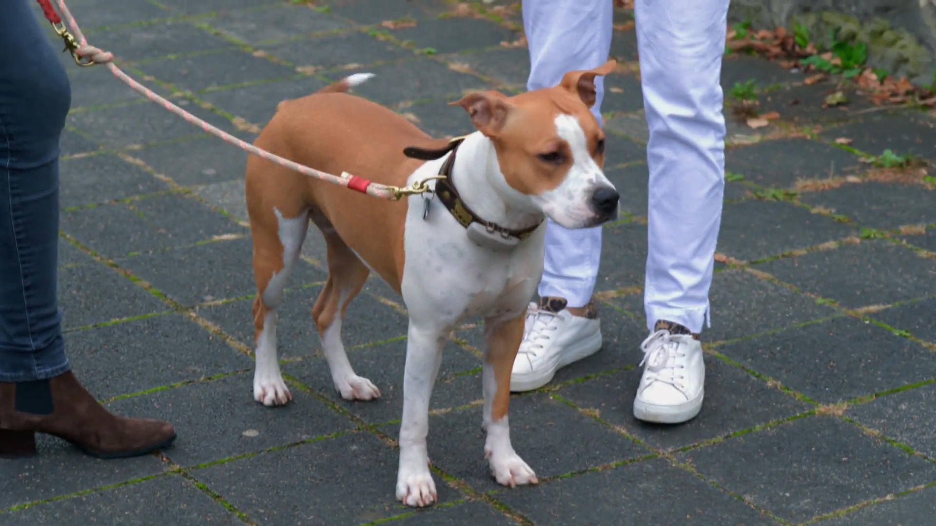 Irma meistert den Wesenstest