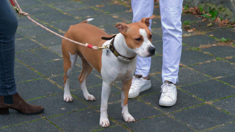 Irma meistert den Wesenstest