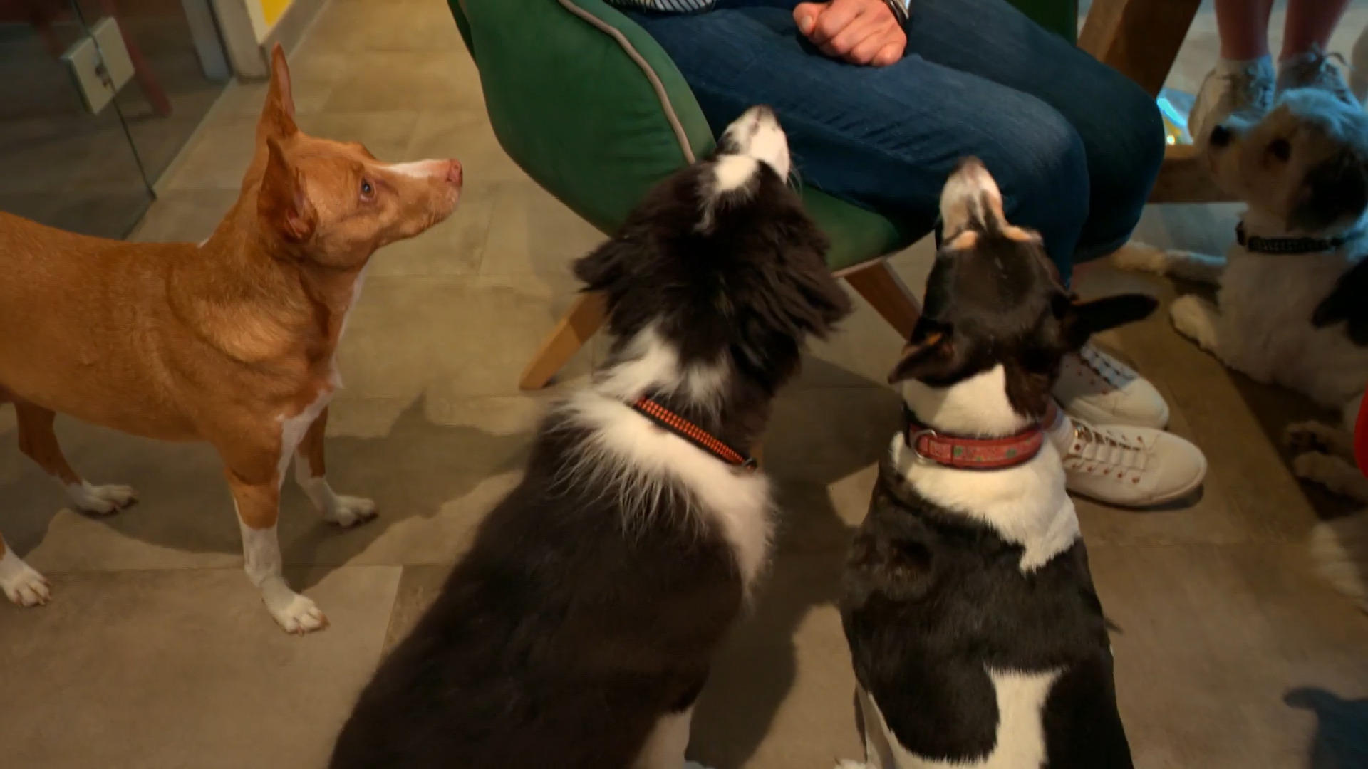 Moritz lässt den anderen Hunden keine Ruhe