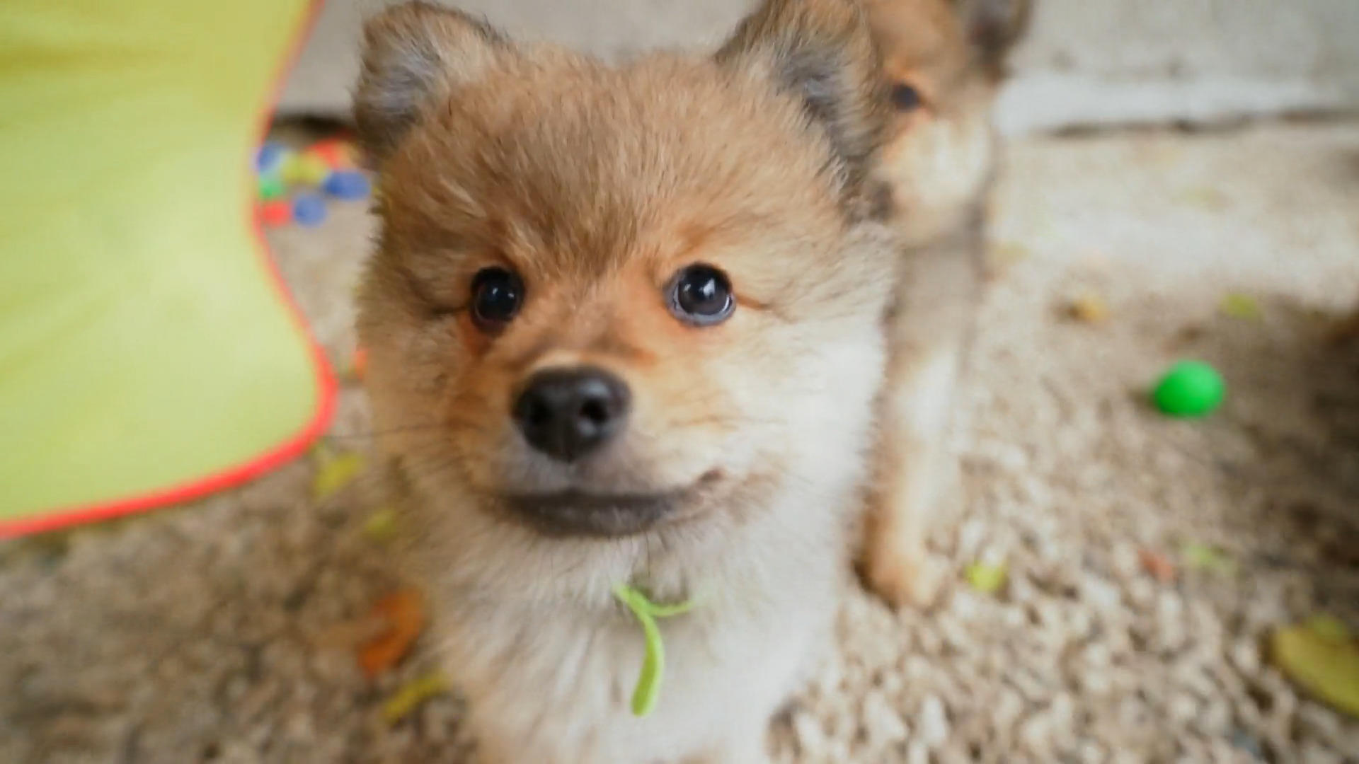 Der Züchterhof ist ein Idyll