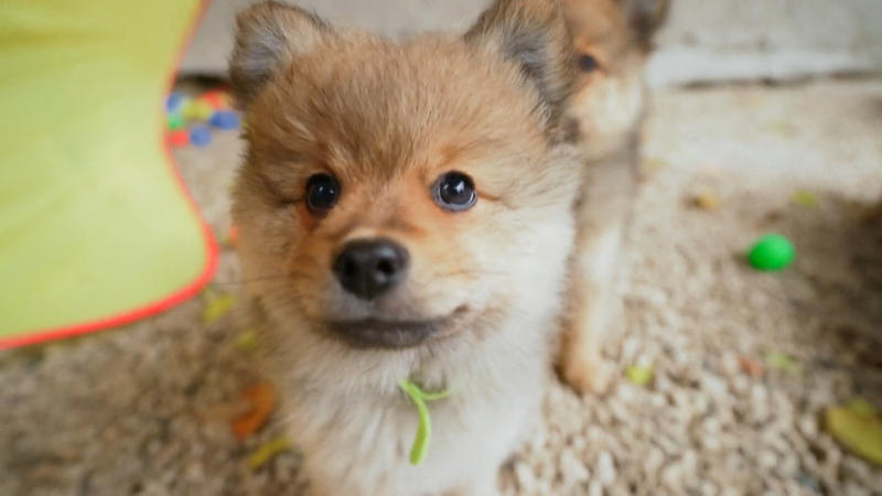 Der Züchterhof ist ein Idyll