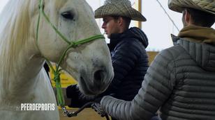 Lässt sich Wallach Django satteln?