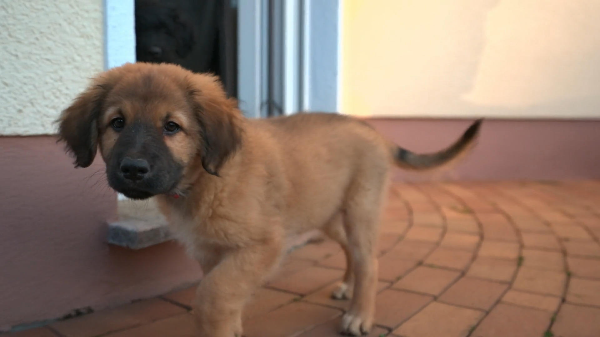 Durch Zufall noch einen Welpen