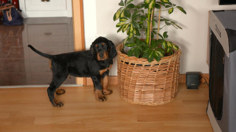 "Wenn du nicht hörst, gibt´s Futter"