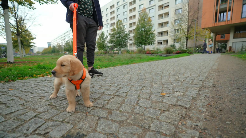 Wie schlägt sich Mr. Orange?