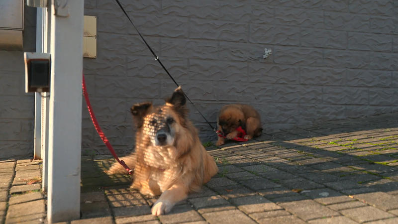 Eine Redakteurin musste Ellie einfangen