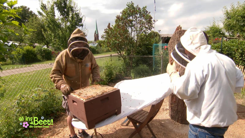 Wie bringt man Bienen dazu, umzuziehen?