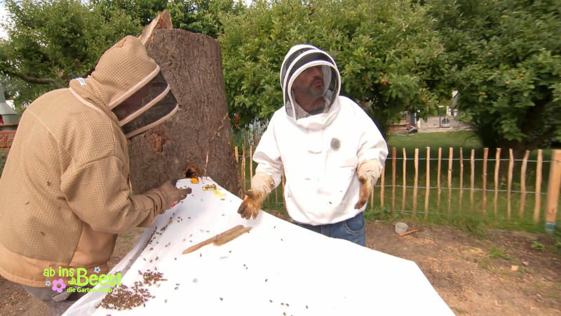 Die Bienenkönigin ist weg!