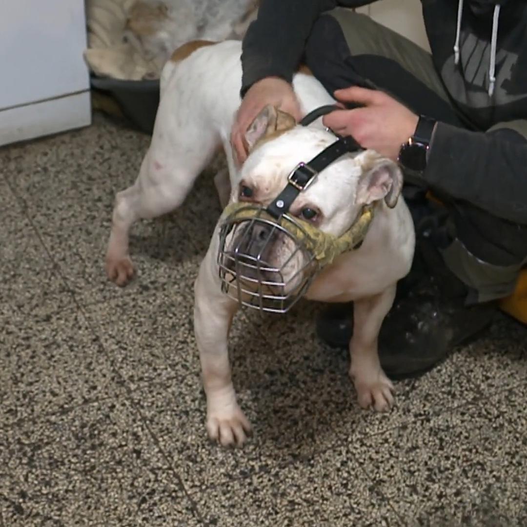 Hund beißt Frau ins Gesicht