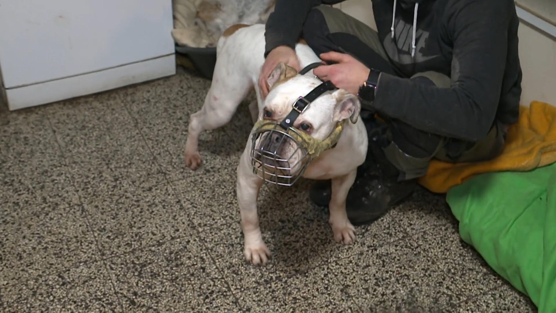 Hund beißt Frau ins Gesicht