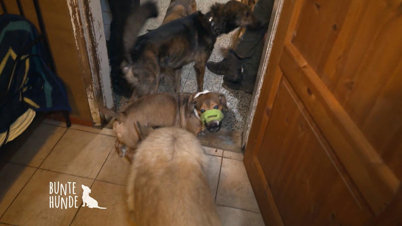 Wie kommt Oscar bei den Hellhounds zurecht?