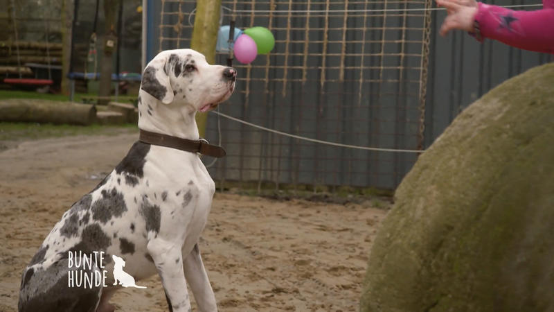 Wie beschäftigt man eine XXL Dogge?