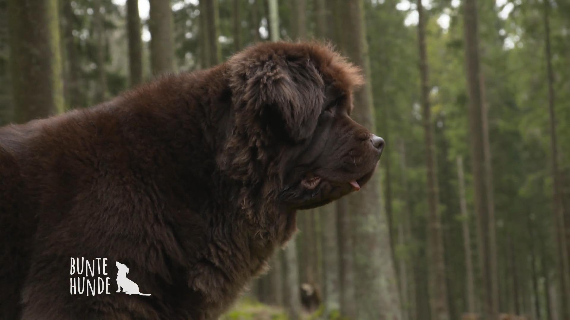 Neufundländer Fly ist Top-Sportlerin!