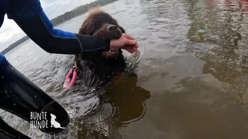 Wasserarbeit mit Neufundländer-Hündin Fly