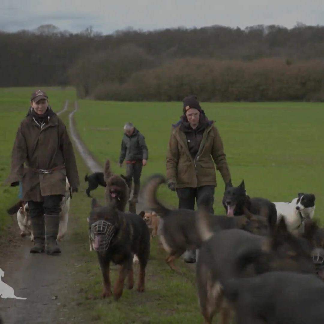 WIE geht DAS denn bitte? Gassi gehen mit 30 (!) Hunden