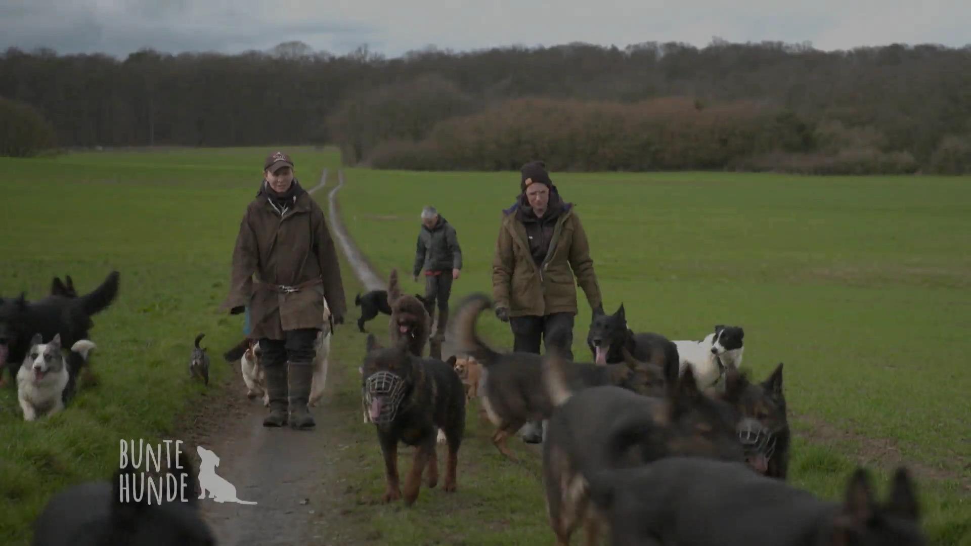 WIE geht DAS denn bitte? Gassi gehen mit 30 (!) Hunden