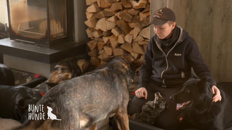 Katrin lebt mit 35 Hunden zusammen