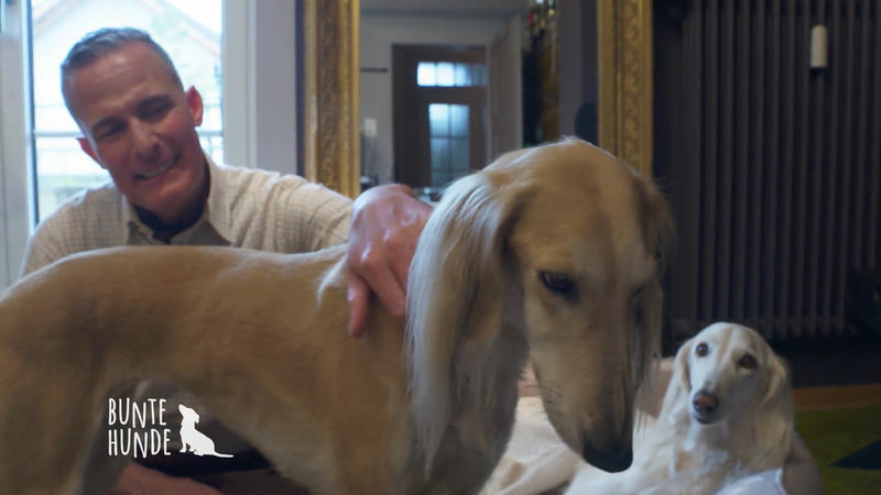 Persische Windhunde haben es Christoph angetan