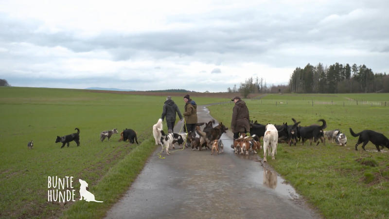Ein Spaziergang mit über 30 Hunden