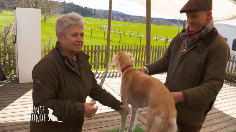 Coursing - Ein ganz spezielles Rennen für Windhunde