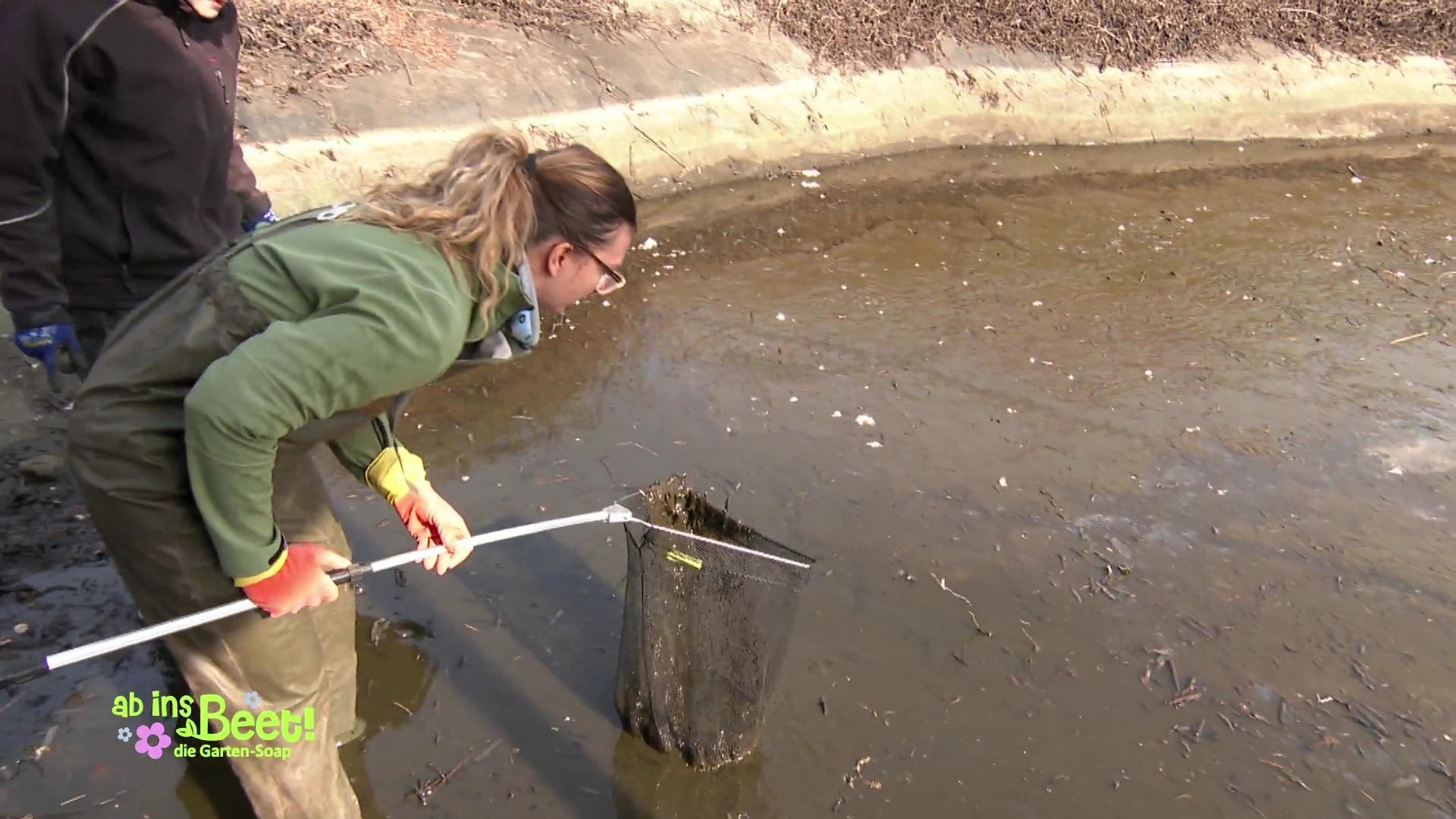 Rettung der Fische im Teich