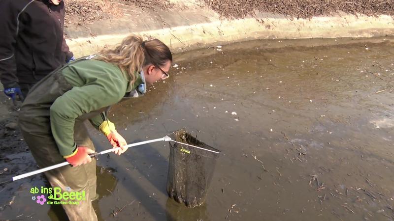 Rettung der Fische im Teich