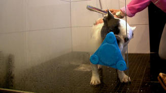 Nie mehr Stress beim Hunde-Bad