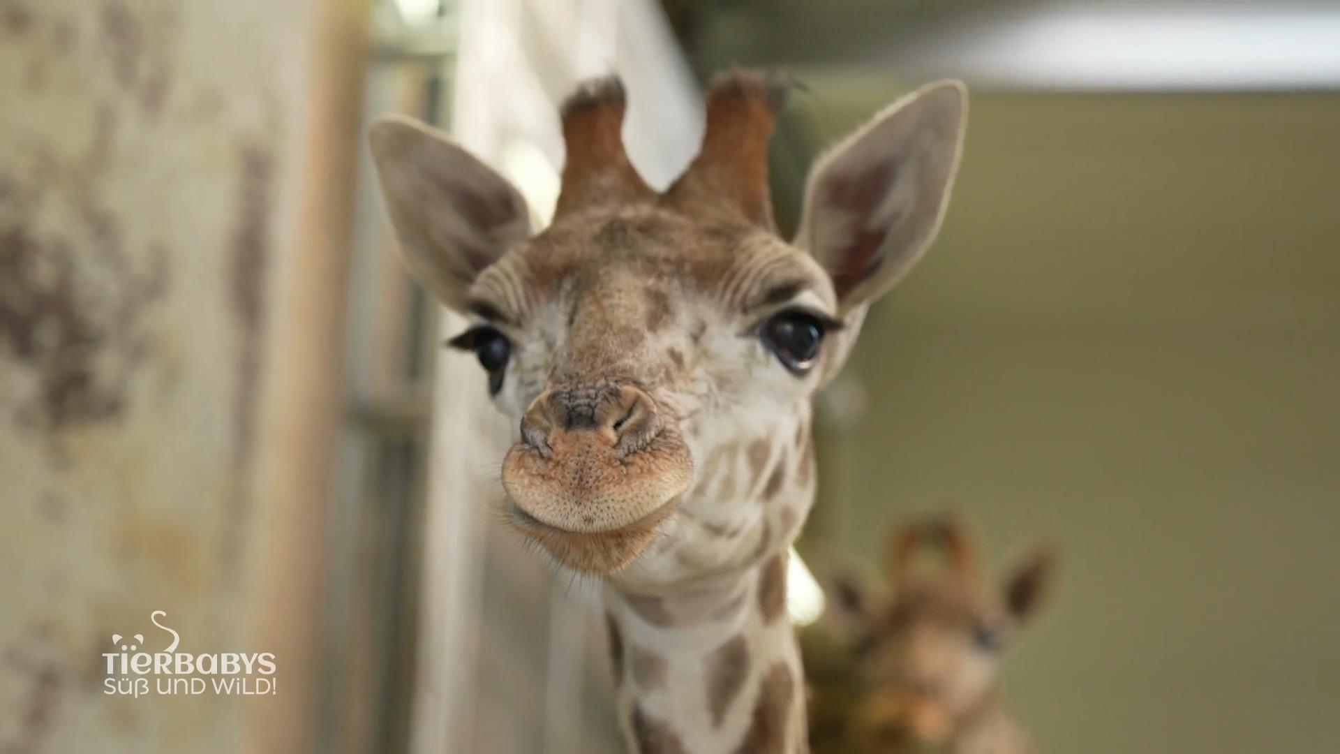 Die Giraffen haben Nachwuchs bekommen