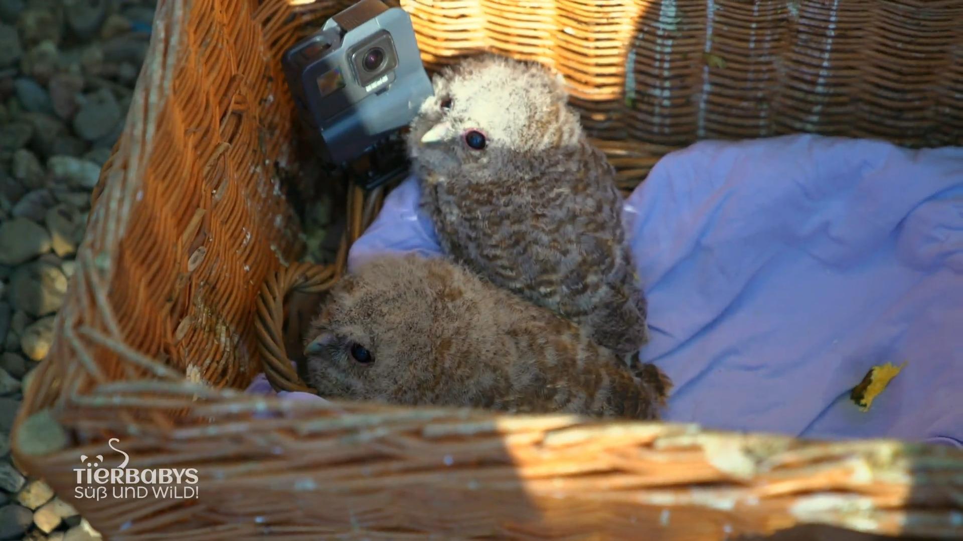 Waldkauz-Babys in Not