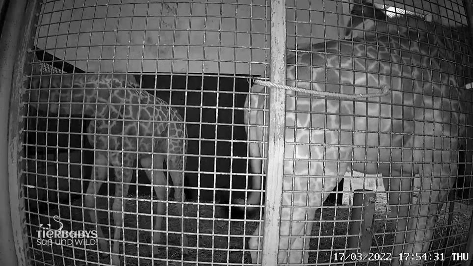 Trinkt Giraffenbaby Ellie genug Milch?