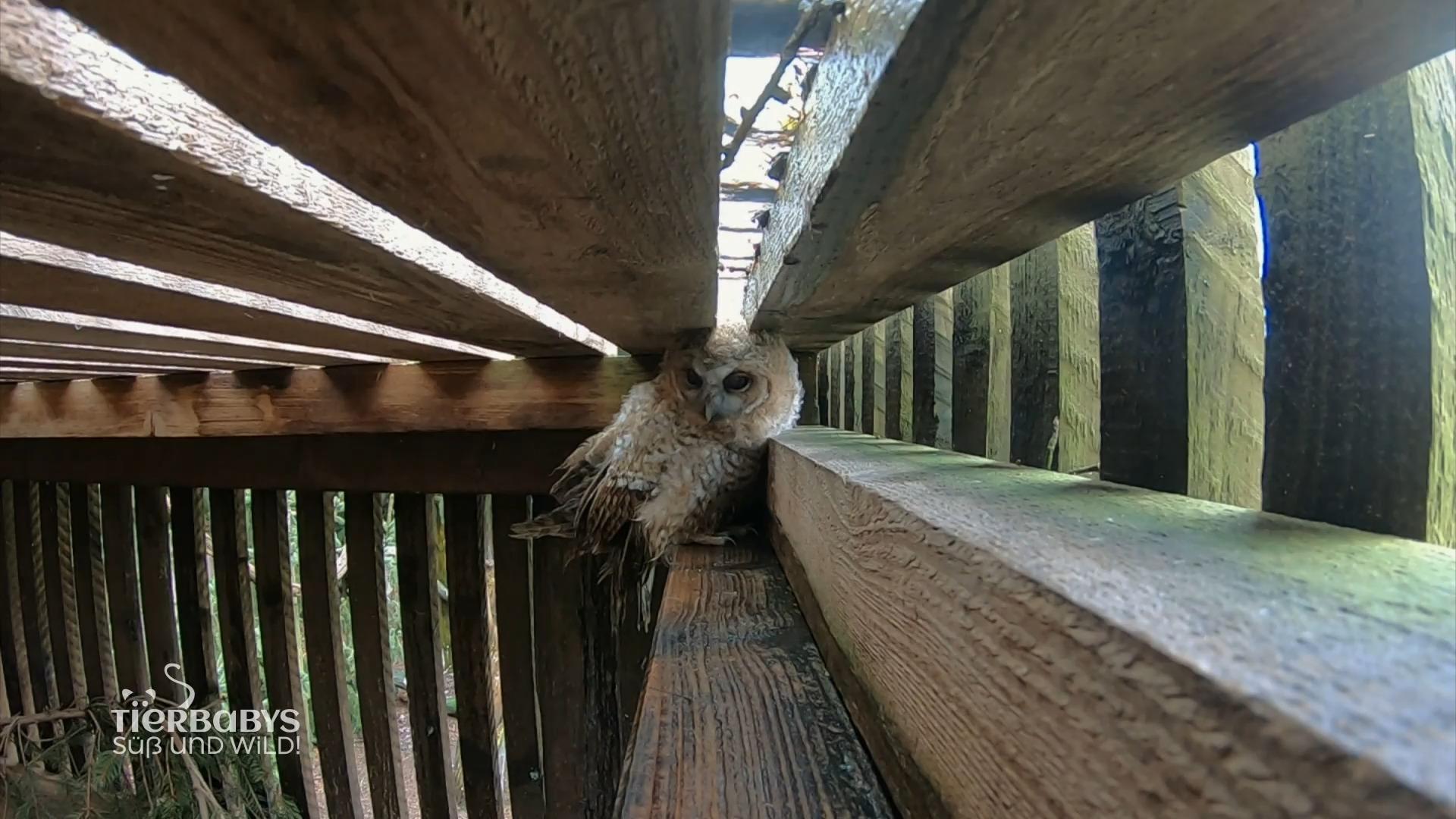 Die Eulenbabies können bald in den Freiflug